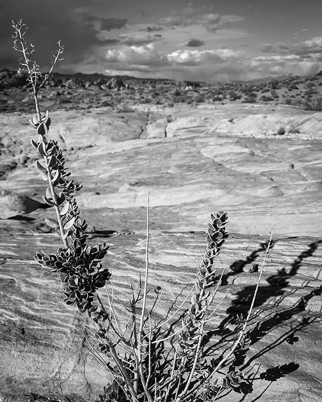 pauloy's tweet photo. Valley of Fire flora
.
.
.
.
#valleyoffirestatepark #sky #clouds #overtonnv #nevada #iphoneXsmax #flora #lightroommobile #visualsoflife #justgoshoot #stayandwander #mobilefolk #main_vision #createexplore #hubs_united #pixel_ig #photographyislife #photographyeveryday #street… https://t.co/o6q1q7uVui