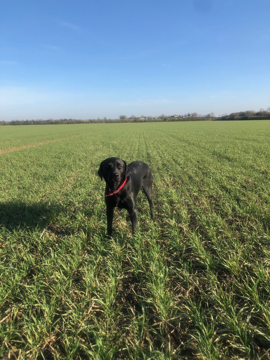 Crop walking in phenomenal conditions for February! 8 month old Penny’s first day helping me find black grass.