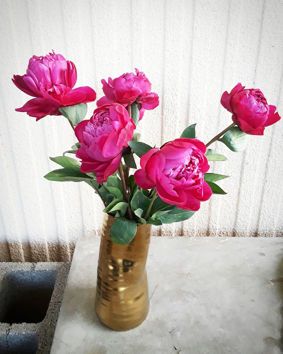 The lucky sweet lady getting these.. #peonies #Dallas #dallasflorist