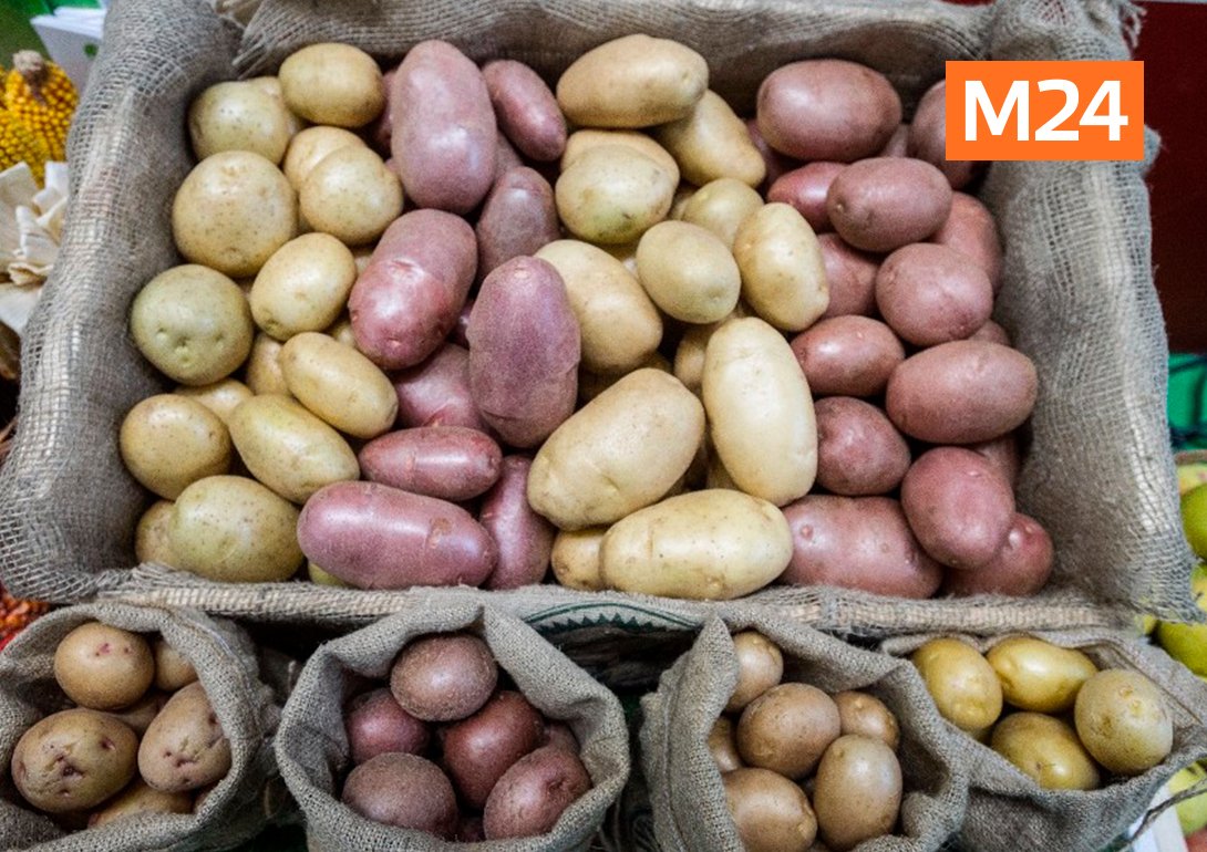 картофель коми. картофель найдена. картофель красный сорта. клубни картофеля пораженные фитофторой. картофель найдена.