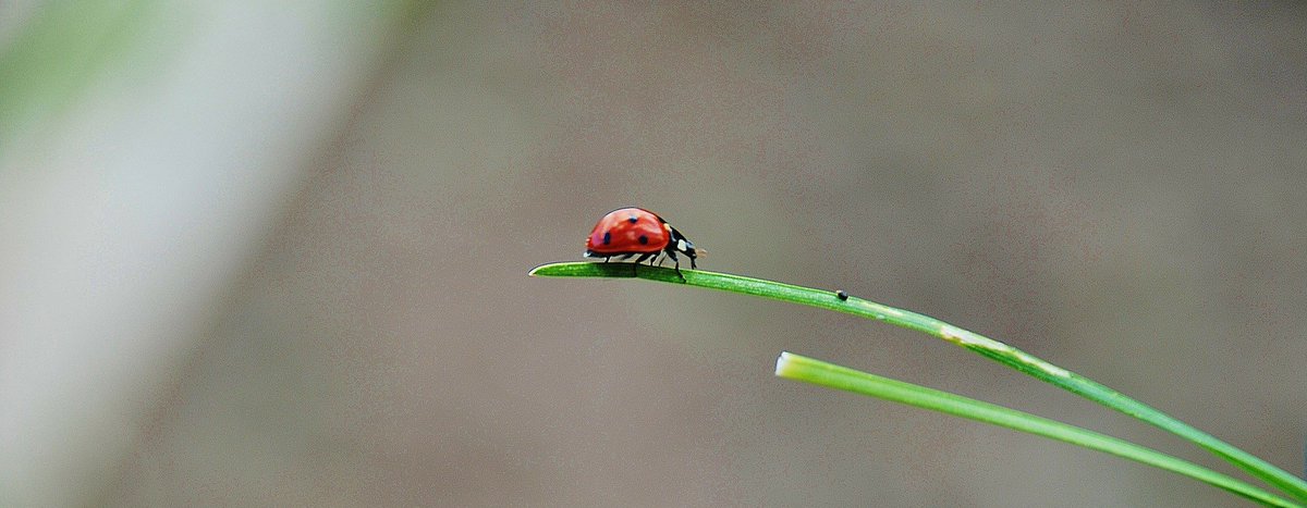 Tientallen pimpampoentjes durven jouw woning binnen te sluipen tijdens de winter op zoek naar een warm plekje, wat kan je doen? 🐞🐞🐞 bit.ly/2IhgWBt