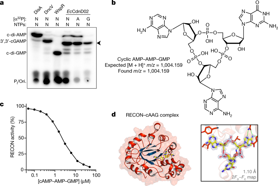 NatureMicrobiol's tweet photo. Expanding the microbial lexicon: Whiteley et al. @nature show that a family of microbial nucleotidyltransferases produce an array of cool new chemical signals, including cyclic trinucleotides: https://t.co/Zbp0LooQrz https://t.co/XIlQt0mio1