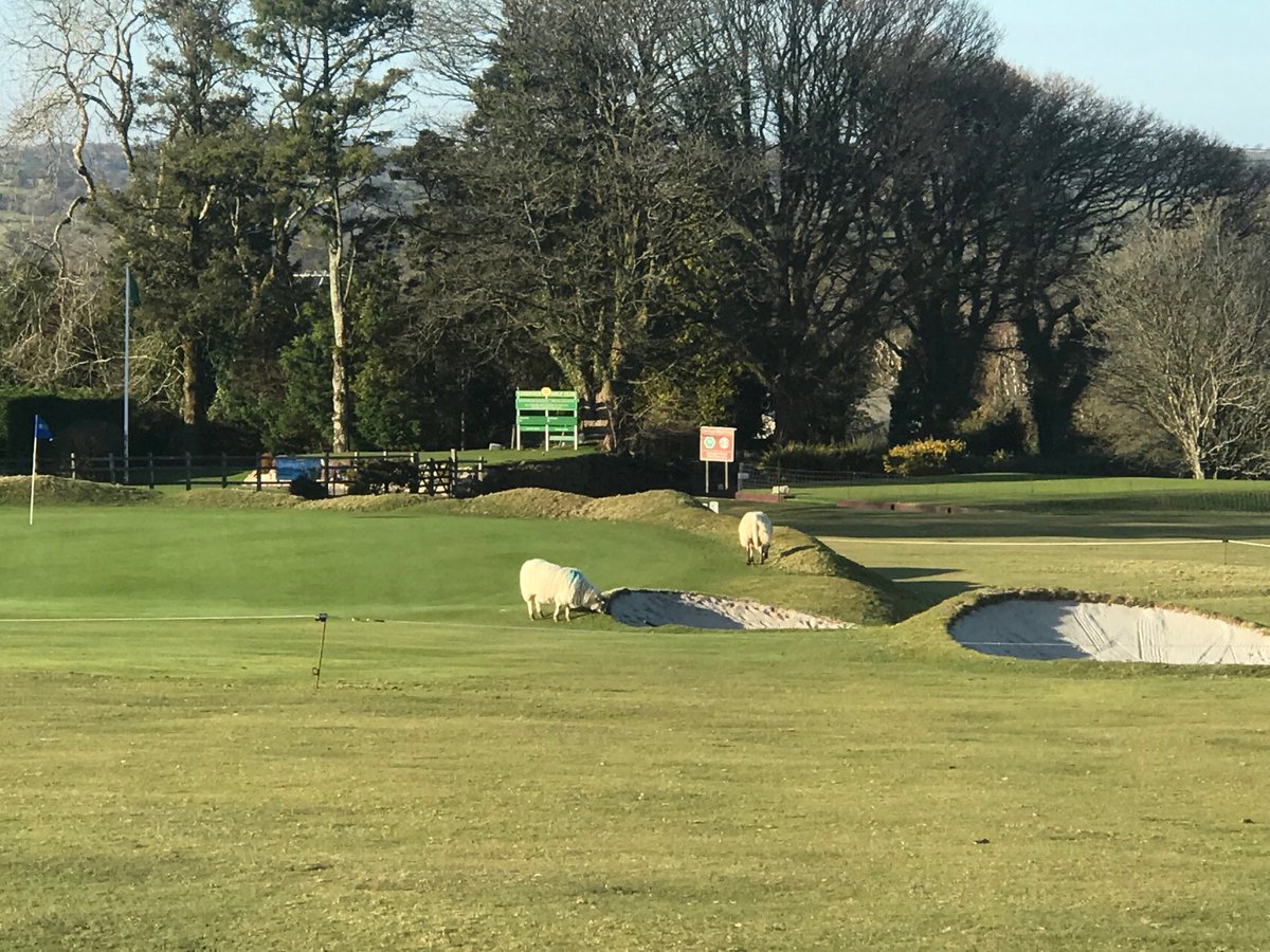 CornwallJuniorGolf tweet media