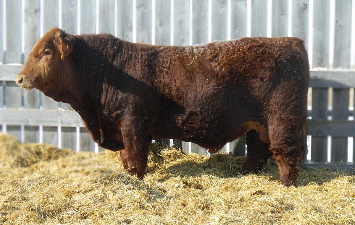 BOON 7F 
Dark red bull that is extra long bodied. His dam is a perfect uddered red baldy female.  If you’re looking for some length &amp; “grow” to cross on your British bred cows this guy will do that! 
He sells at The Advantage bull sale, Sat March 30th at Saskatoon Livestock Sales