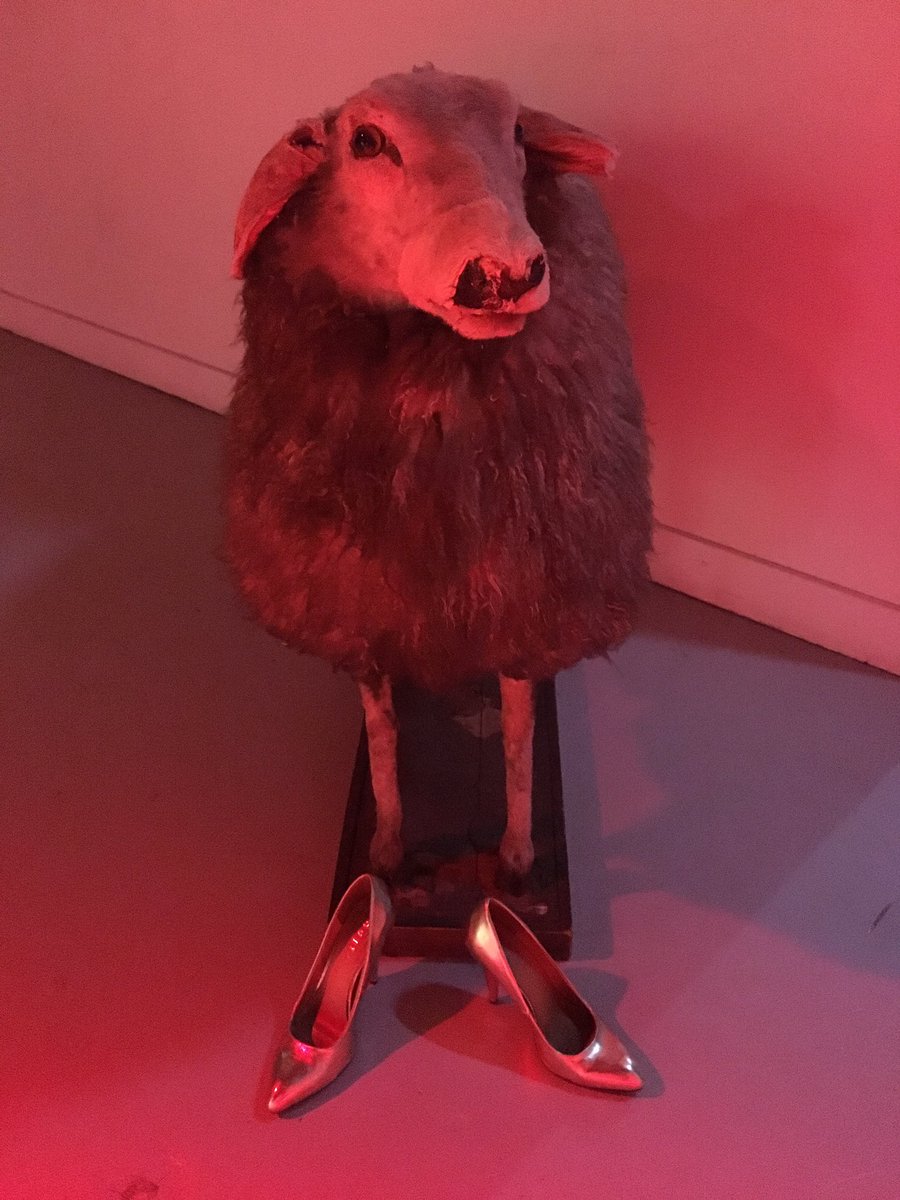 DOCfeedNL's tweet photo. Dolly is er klaar voor! Vanavond openingsavond @docfeed 🐑🐑🐑 met gouden schoentjes! #filmfestivals #documentaries #docs #sheephero https://t.co/9U4z8qnwH5
