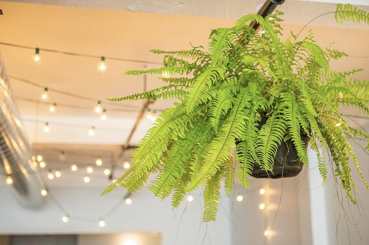 plotlygraphs's tweet image. The greens on our office keep us feeling bright &amp;amp; energized while the snow piles up outside 🌱🌿💙 #plotlylife 
Check out more greens and exclusive behind the scenes content on our IG: buff.ly/2A5lze3