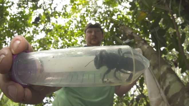 PureFMNewsroom's tweet photo. The world's biggest bee has been rediscovered after it was thought lost for decades. (PC: Clay Bolt) https://t.co/PVun0BGABs