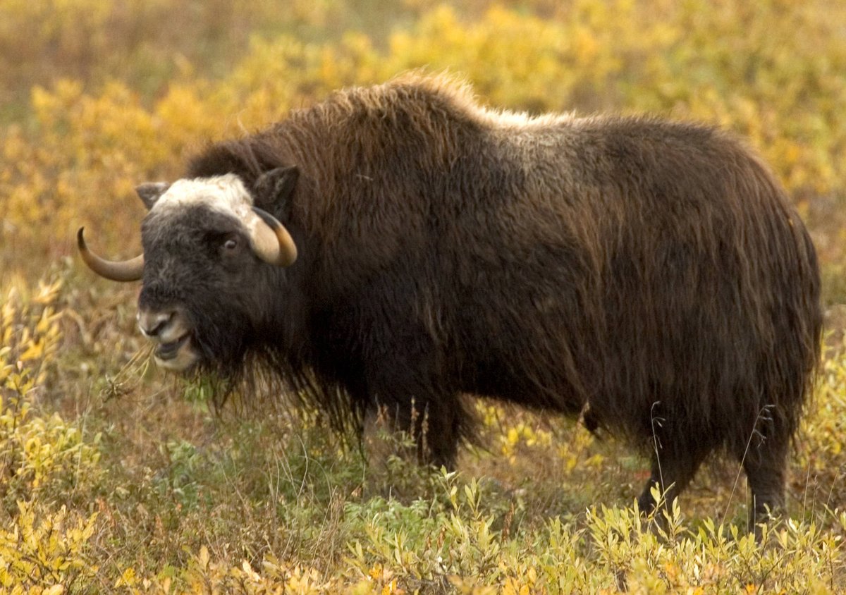 USFWSHistory's tweet photo. #ThursdayThoughts: "Living wild species are like a library of books still unread. Our heedless destruction of them is akin to burning the library without ever having read its books."
--Congressman John Dingell Jr. (1926-2019)

#quoteoftheday #quotivation #quotes #wildlife https://t.co/nmv7dEcsZE