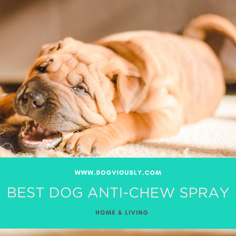 dogviously's tweet image. Struggling to find a good solution to stop your dog from chewing? Have you considered an anti-chew spray? They’re non-toxic, effective, and can help to save your home from destruction! View our top recommendations here: goo.gl/FbHWSj
#DogTips #DogBlog