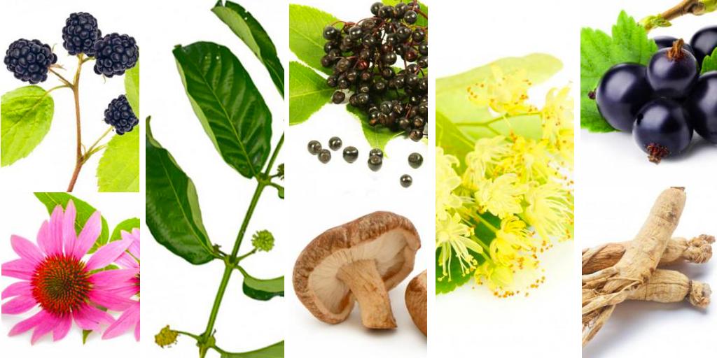 Mademoiselle bio (@mademoisellebio) on Twitter photo 🌿8 plantes pour renforcer son immunité ➡️ po.st/HpPrsW #Mademoisellebio #labeautéengagée #cosmétiquebio #beautébio #bio <a href="/FemininBio/">FemininBio</a> 🌿8 plantes pour renforcer son immunité ➡️ po.st/HpPrsW #Mademoisellebio #labeautéengagée #cosmétiquebio #beautébio #bio <a href="/FemininBio/">FemininBio</a>