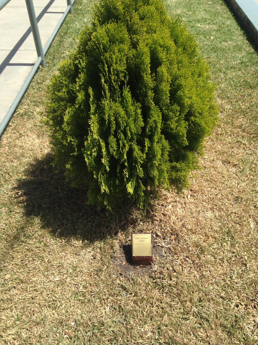 americanschool's tweet image. AST&apos;s #LegacyTree was planted on Oct. 11, 2016 during Legacy Breakfast activity. Legacy at AST is celebrated with families who have 3 or more generations of eagles. We commend their love and loyalty to the institution. Check out this beautiful tree in front of our Legal Office!