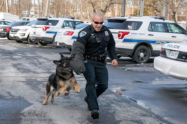 Raven the police dog bites down on Officer Nicholas Eberwein's bite sleeve at the Town of Newburgh Police Station in Newburgh, NY on February 14, 2019.  Raven has been a police dog for 8 years but has recently been diagnosed with urethral cancer and need… ift.tt/2XfoXu9