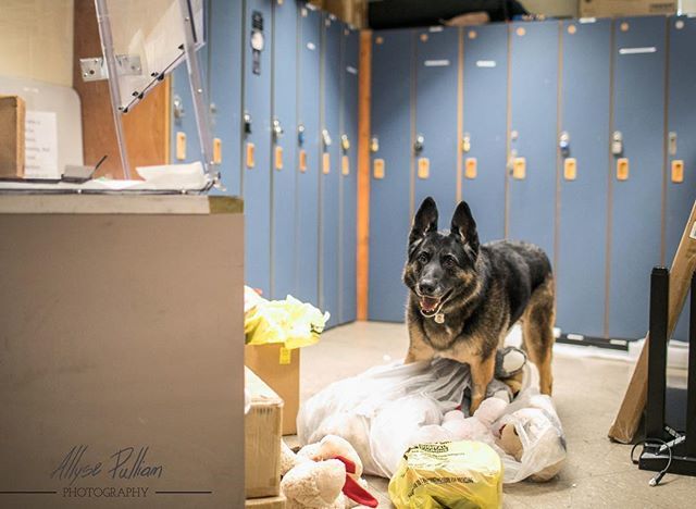 Raven the police dog discovers a bag full of toys that she is not supposed to have at the Town of Newburgh Police Station in Newburgh, NY on February 14, 2019. Raven has been a police dog for 8 years but has recently been diagnosed with urethral cancer a… ift.tt/2SgBs4X