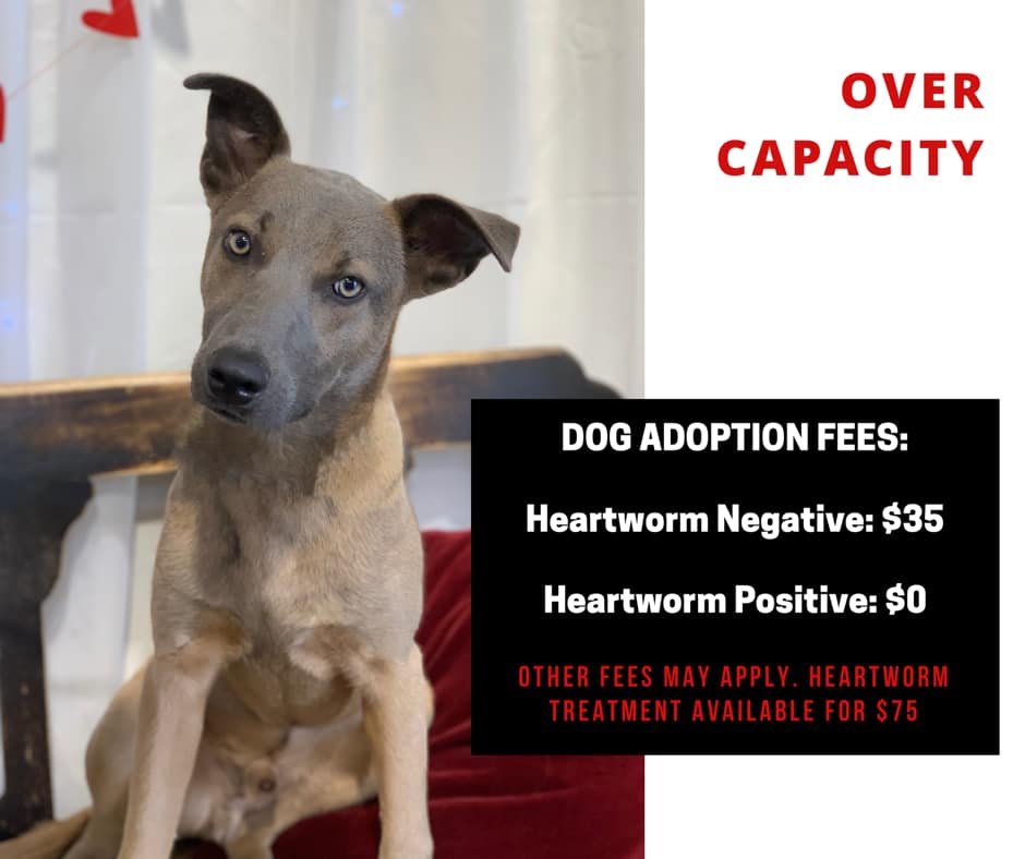 PetsPasadenaTX's tweet photo. We’ve taken in 76 dogs in the last six days, so we've reduced our adoption fees to $35 for heartworm negative dogs &amp; $0 for heartworm positive dogs. Moreover, heartworm treatment purchased through us is just $75.
https://t.co/pHPbfJMkVz
#AdoptDontShop #PasadenaTX #Houston https://t.co/izcGxqQHGG