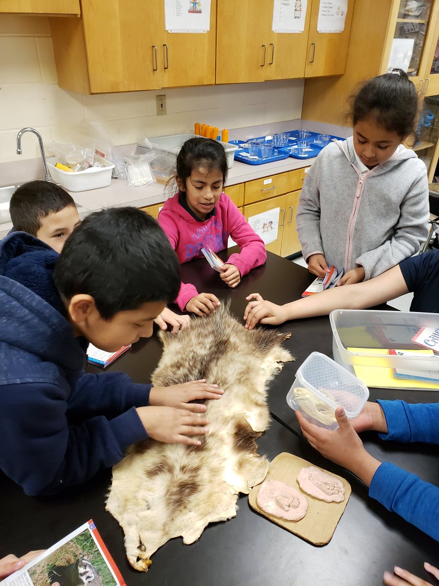 PAULANEVIL2's tweet photo. Super Scientists investigating Skins &amp; Skulls with Texas Wildlife Association..@harlean_beal @FWISDCurriculum https://t.co/hqOxKPi2mG