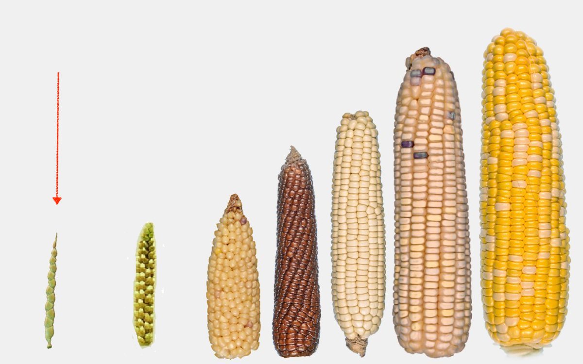 #tbt to corn before humans started 'messing with it.' #teosinte #notdelicious #selectivebreeding #agriculture #wherefoodcomesfrom