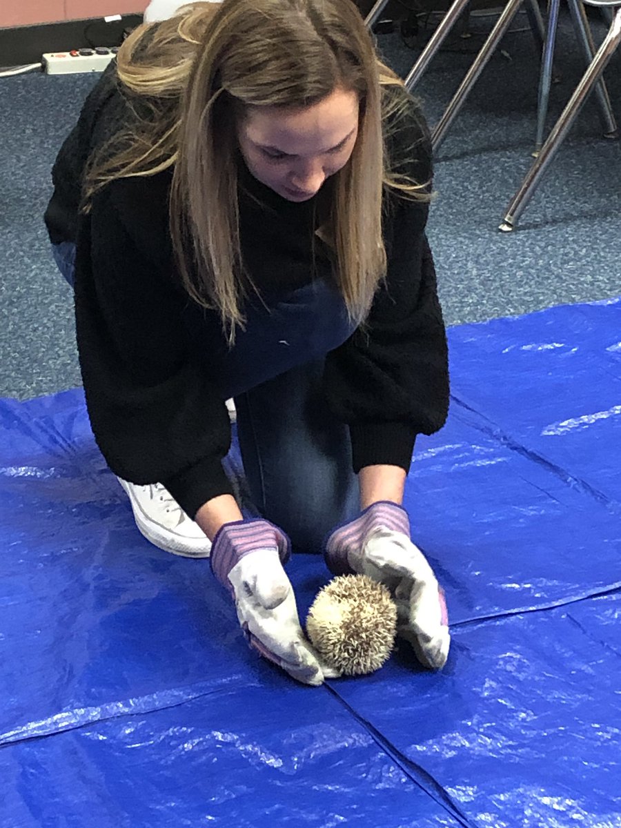 Who doesn’t love hedgehogs? #hedgehogs #sampsonelem #sampsonkinder