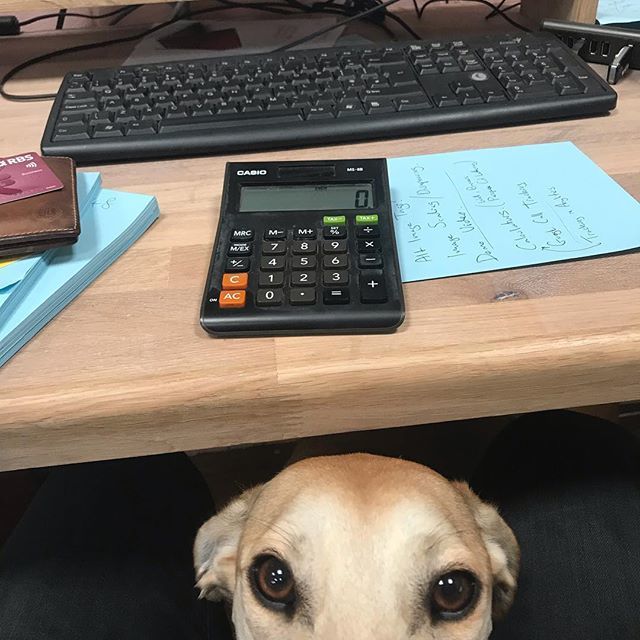 Hellllloooooo #officedog ift.tt/2GUF76w