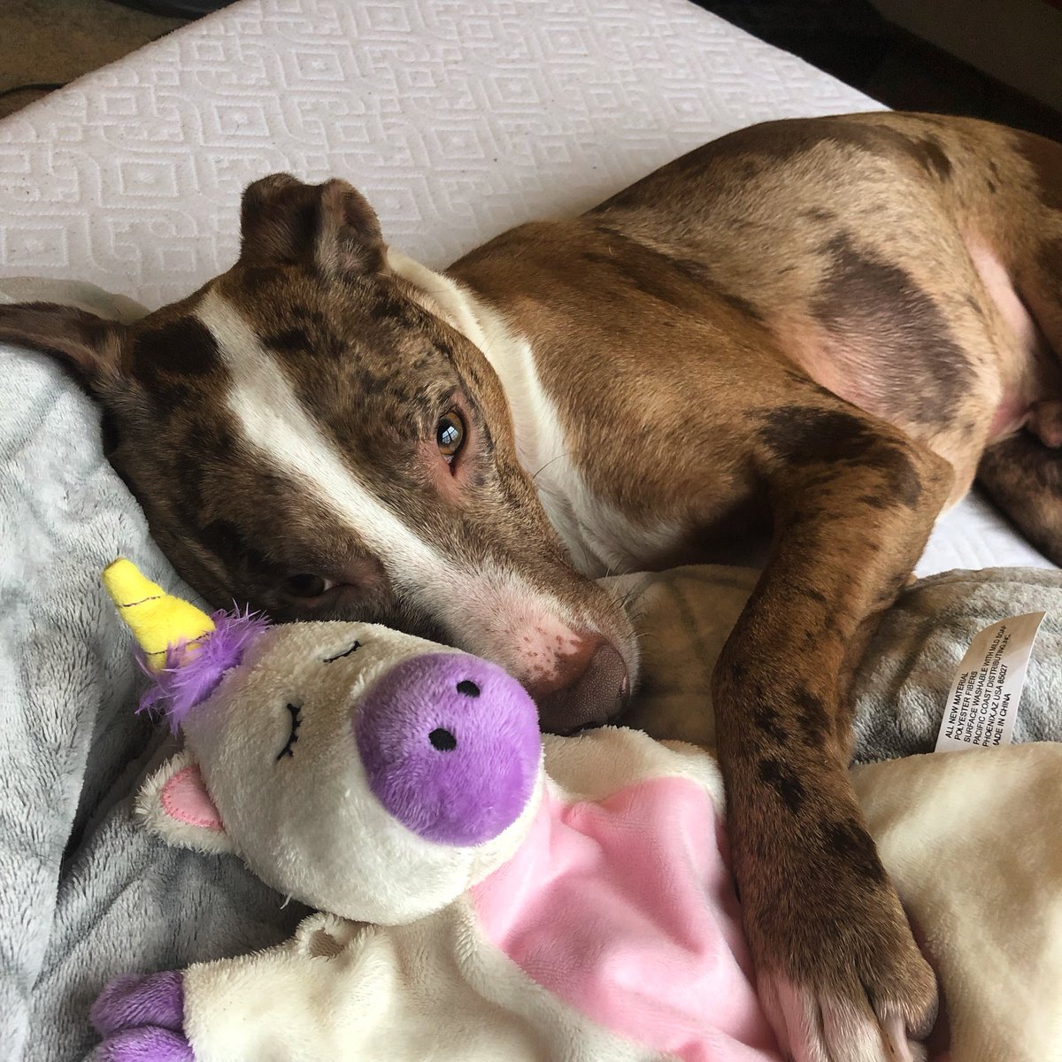 emilydhansen's tweet photo. @JohnRobertsFun Dugg Dogsworth 😍🦄 https://t.co/4uOhM9YhHS