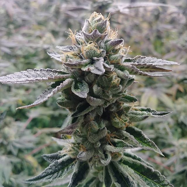 growratio's tweet photo. #sherbert #cookies https://t.co/f2lD1viynf