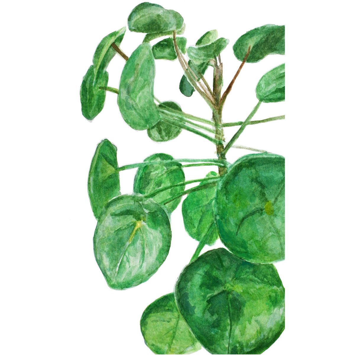 52/100 of #apaintingaday 🌿 
Our wonderful pilea! Fun fact: as a surprise all the guests at our wedding gave us plants, so we have a small jungle in our apartment :) #pilea #watercolor #paintingplants #illustratedplants  #homejungle #painting  #dailyart #artchallenge #artbusiness