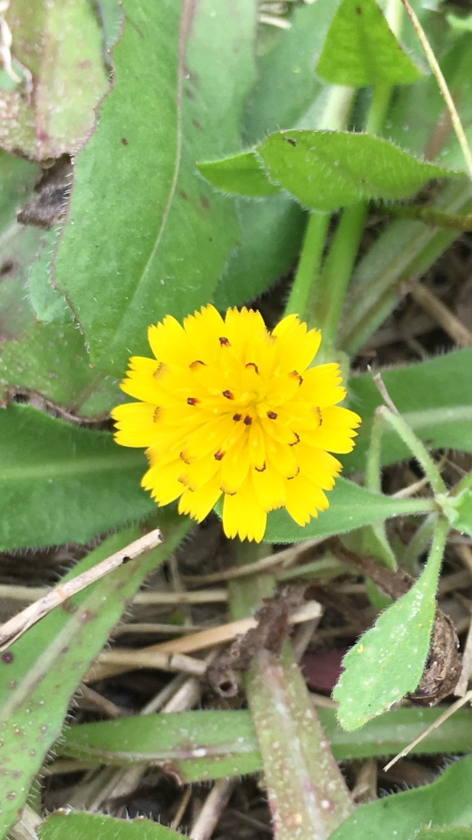 Mark Broughton tweet media