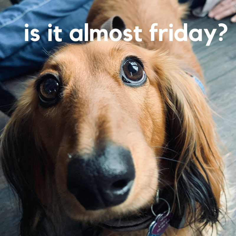 StuartPetSupply's tweet photo. Libby has a Question.... ⁉️
#LibbyGrace #StuartPetSupply #DachshundLove https://t.co/OKMzPMnTTJ