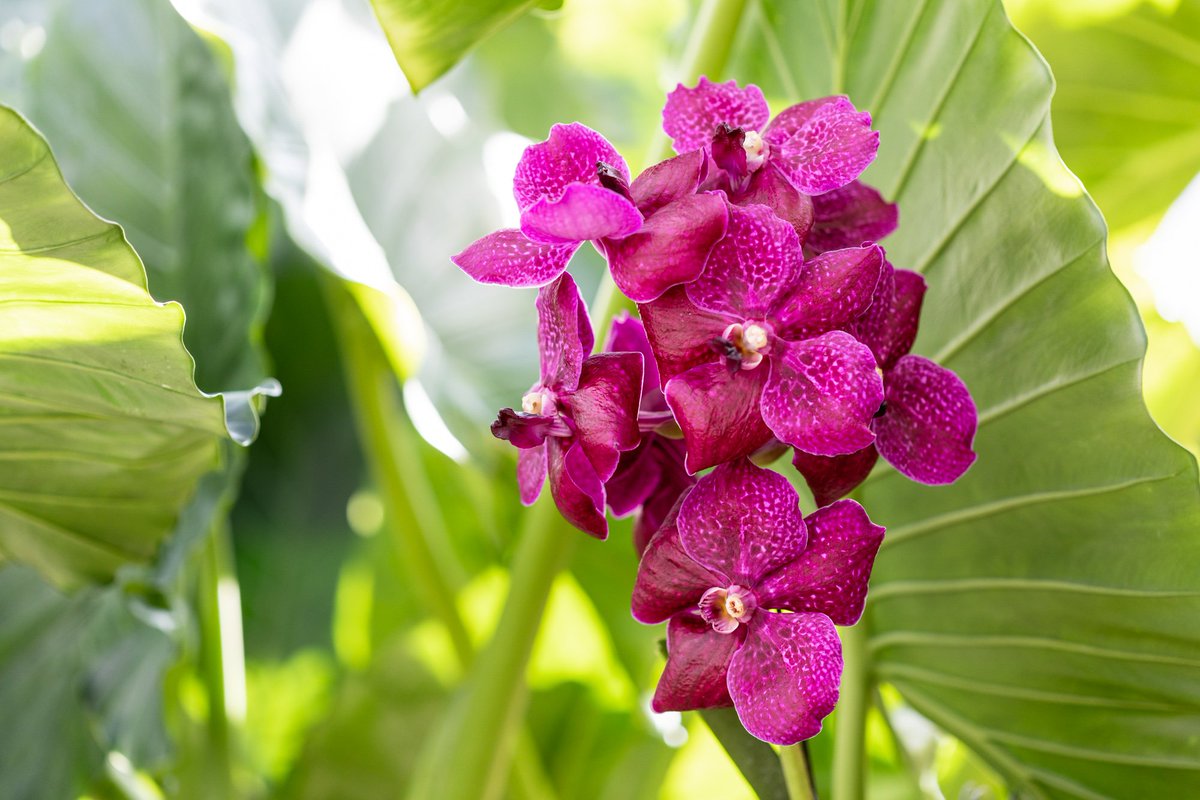 NYBG's tweet photo. For the first time at NYBG, we’re naming a new orchid hybrid after a public figure and beloved native New Yorker. Vanda @awkwafina, a genus native to Singapore, is on display during this year’s show, and will be kept and cared for in our Nolen Greenhouses. https://t.co/c6p7mOaj1v https://t.co/MWkagd5PCv