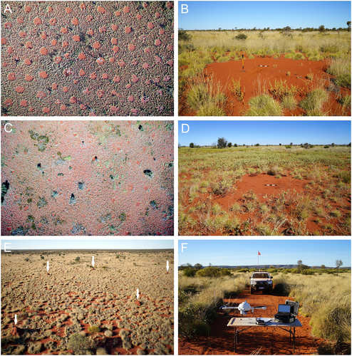 ESAEcosphere's tweet photo. A multi-scale approach reveals edaphic and hydrological drivers of fairy circles in Western Australia. @OutbackEco @MiriMunozRojas @GetzinStephan 

https://t.co/jH3FD385lQ https://t.co/hU71xrv1Qk