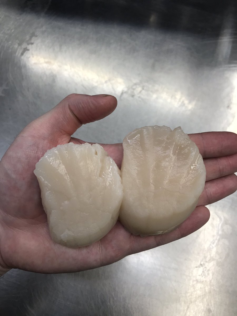 Hand Dived Scallops from @mjseafood