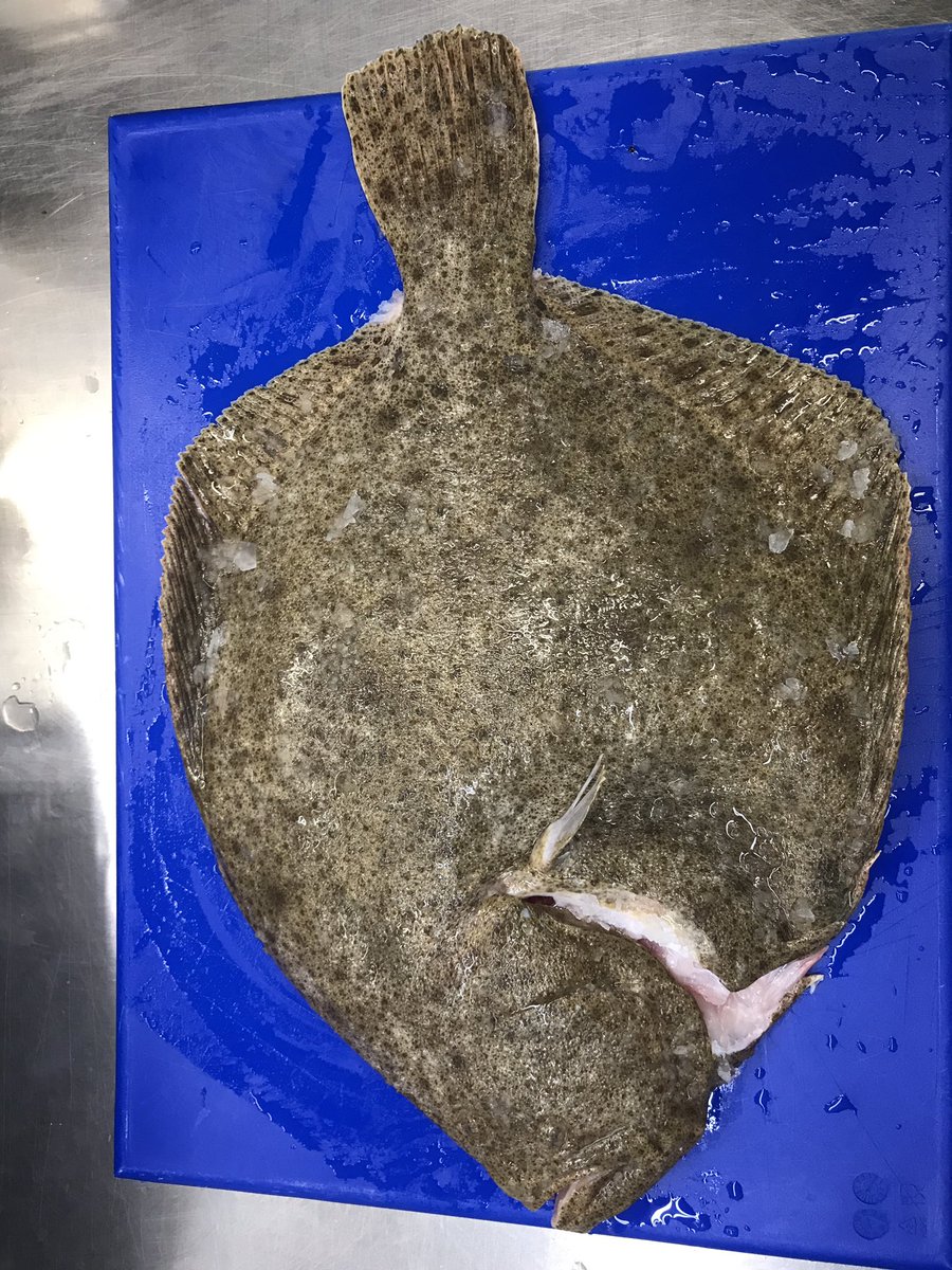 Big boy turbot, ready for tonight’s service @mjseafood