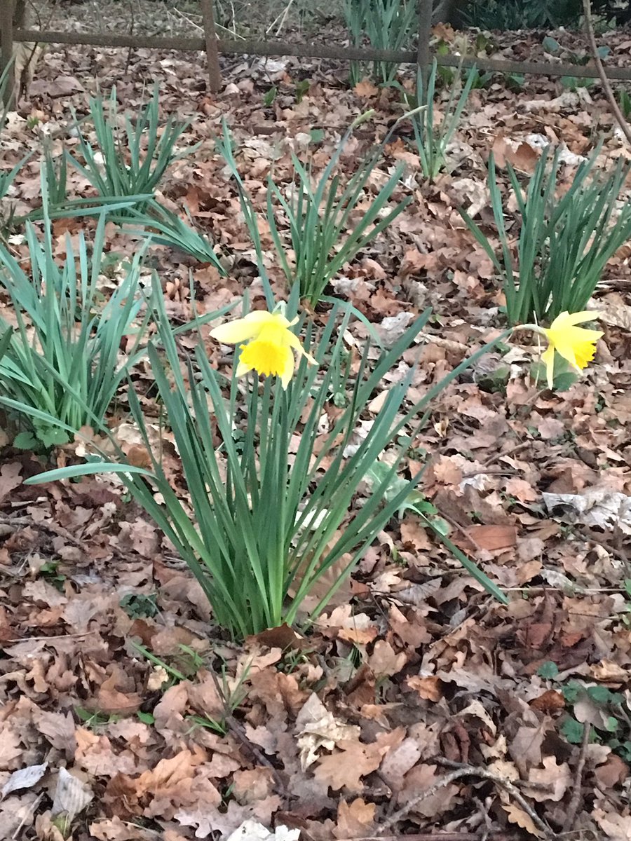 caltew's tweet image. Must be spring as the first duck arrived this morning and the first SAS daffs spotted. #sasprofs #saseducation
