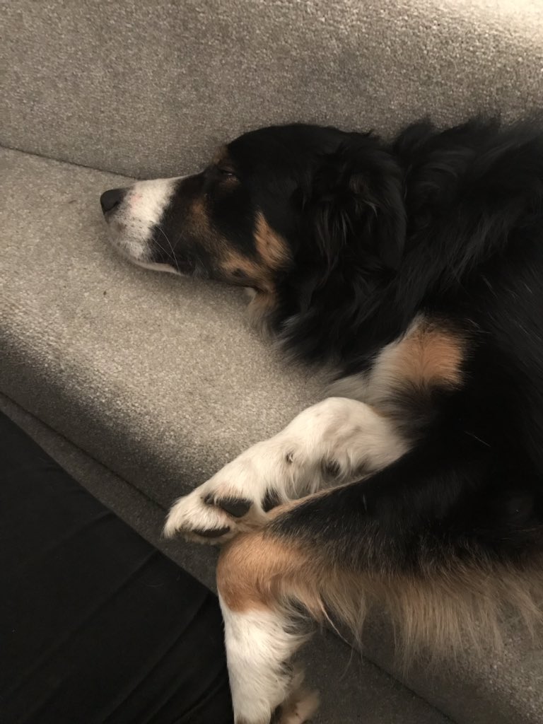 Jenniferhroe's tweet photo. I’m 27 🤷‍♀️ with two dogs, my favourite people https://t.co/hk2scXwHva