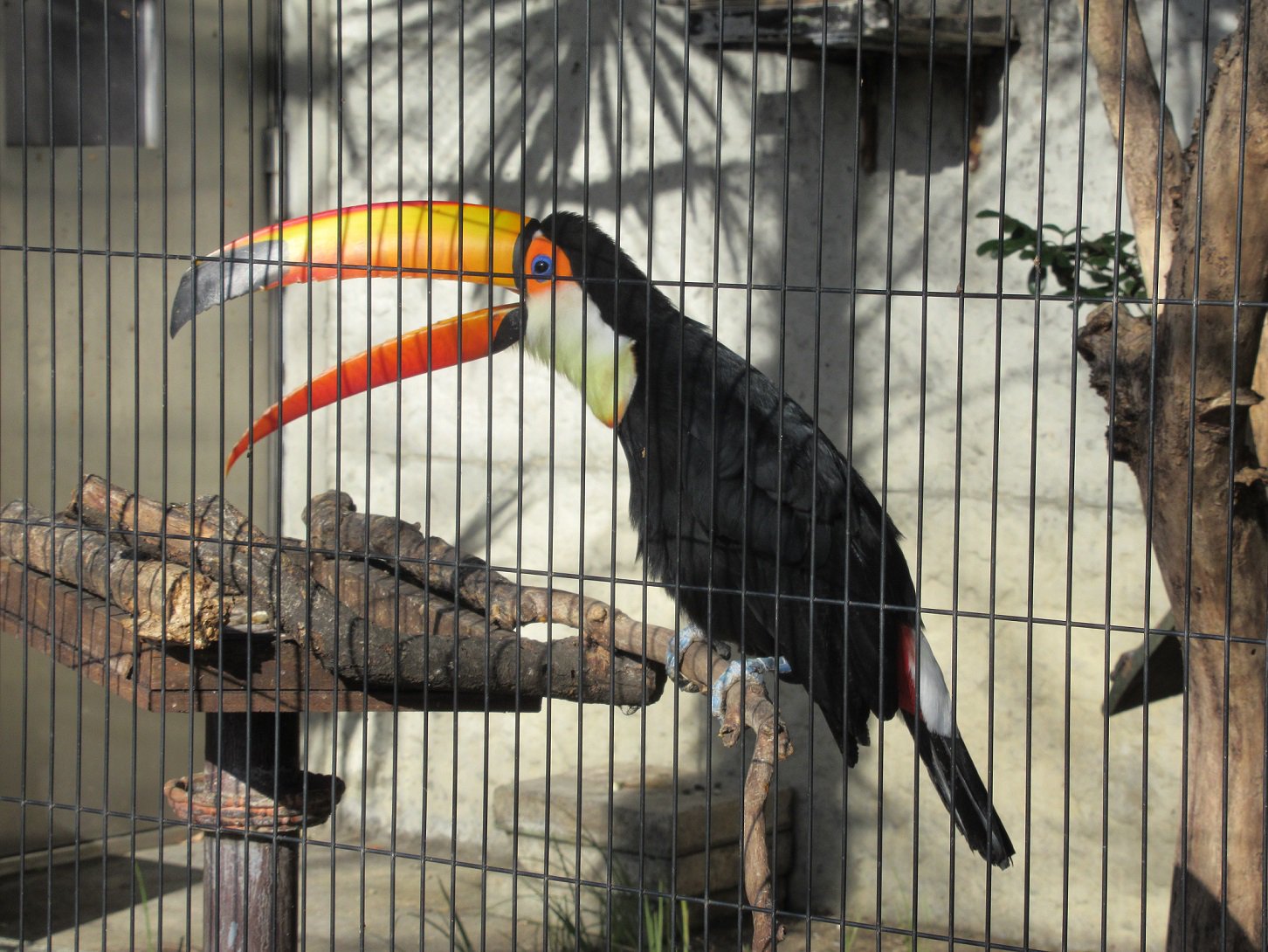 تويتر 上野動物園 公式 على تويتر おはようございます 今日も元気に 上野動物園 開園です オニオオハシ T Co G79somvwu6