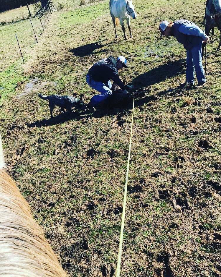 MrRiderAllNight's tweet photo. “These are the lords livestock, he just lets us look after them” and also blessed us with Buick’s to ranch out of when the horses get tired https://t.co/74aFaIJB3T