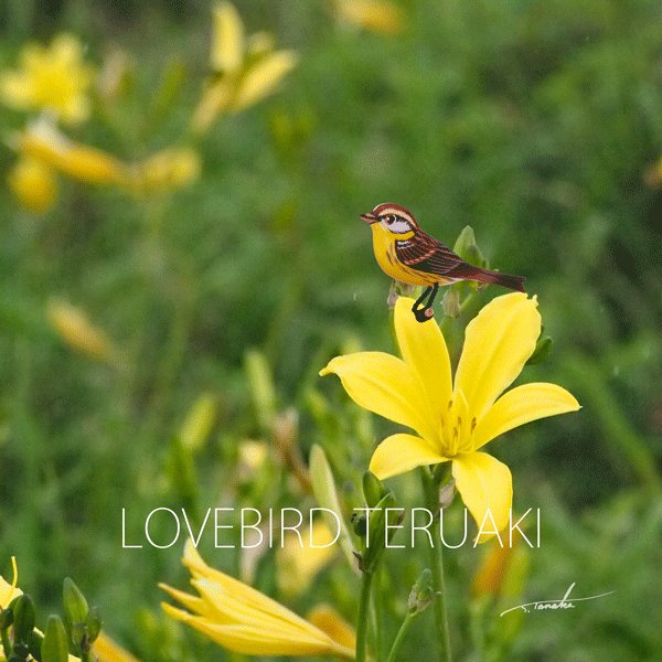 ラブバードテルアキ Lovebirdteruaki Twitter