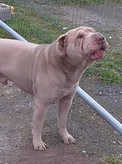 HopeRescue's tweet photo. It's a week for abandoning #dogs. This terrified #SharPei was spotted being thrown out of a car on #ConeyBeach in #Porthcawl. We've found out he was sold on Pets4Homes 2 days ago 😢Any news pls ring us on 01443 226659. Pls RT. https://t.co/pfyiatciNB