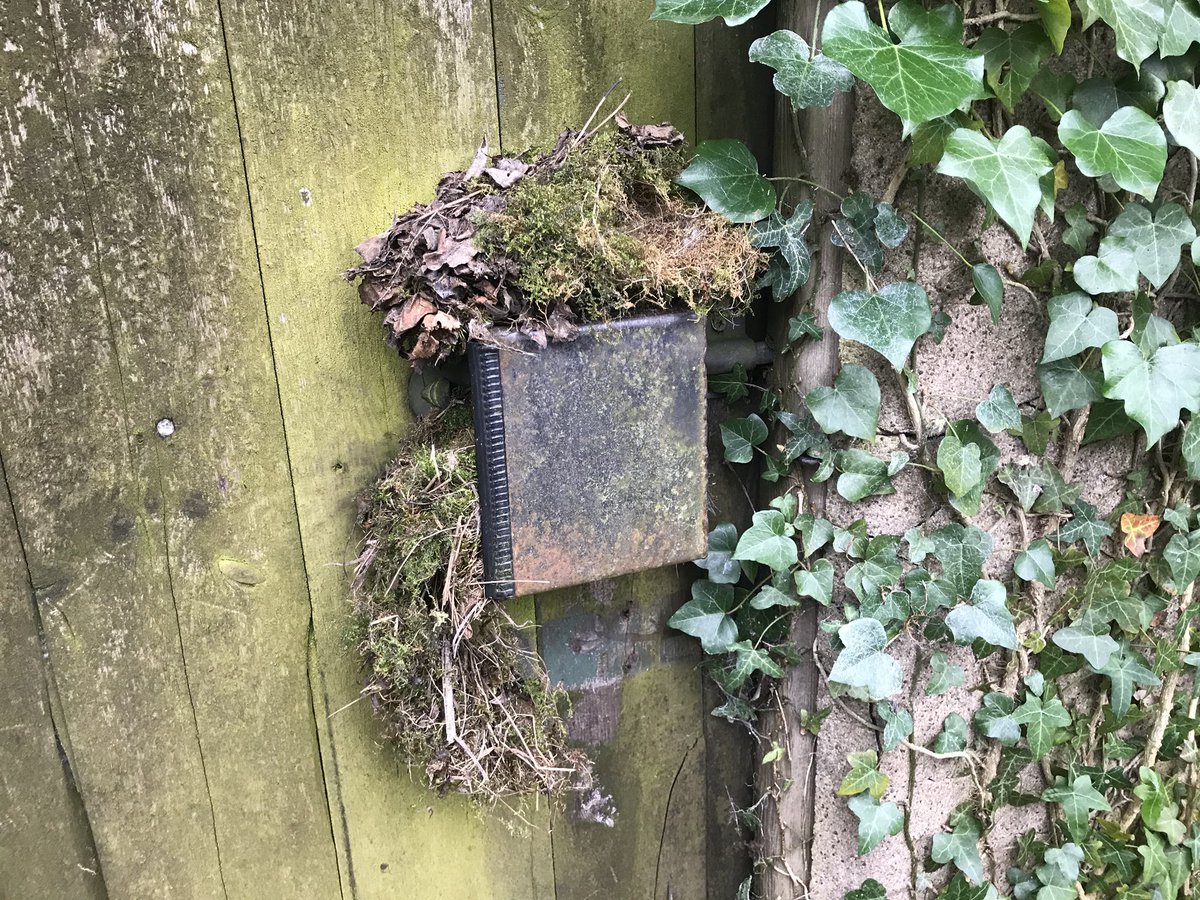 WhitcherWild's tweet image. Birds are beginning to select their nest sites for the season, however strange those sites are. #nest #nestingbirds #bird #birds #nestingseason #ecology