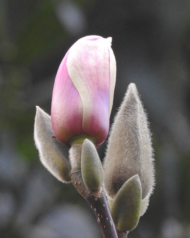 The Magnolias are out.
.
.
.
#magnolia #soulangeana #magnoliasoulangeana #flower #floweroftheday #flora #flowersoninstagram #blossom #flower_daily #flower_igers #blossoming #spring #magnoliablossom #tree #pinkandwhite #pink #plant #plantphotography #plan… ift.tt/2ty1ruH