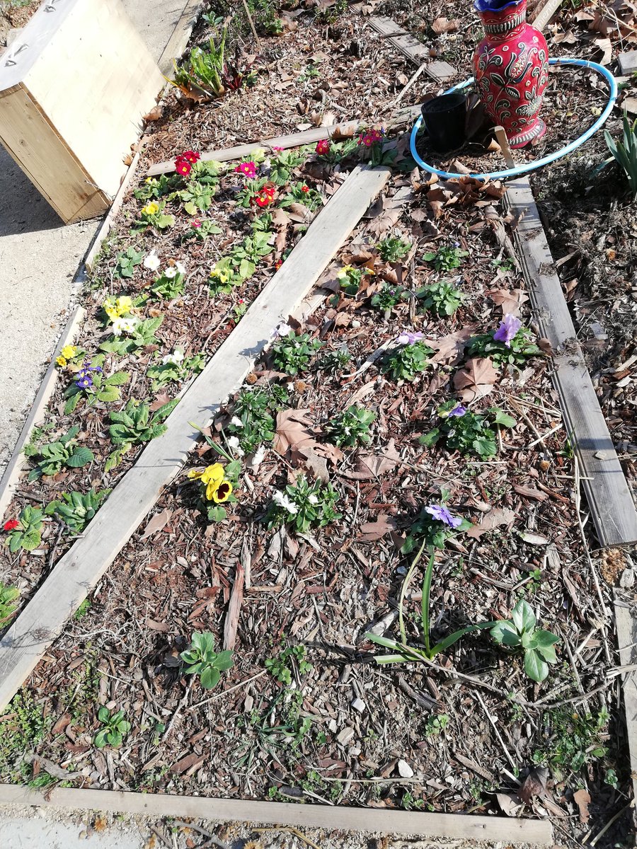 JardindeLecho's tweet photo. Nos primevères se portent à merveille avec ce temps radieux. N'hésitez pas à aller les admirer près de la rue du rendez-vous
#jardincollectif #fleurs #primevere
Attention, nos composteurs sont actuellement fermés. Merci https://t.co/DtGo6xIlqv