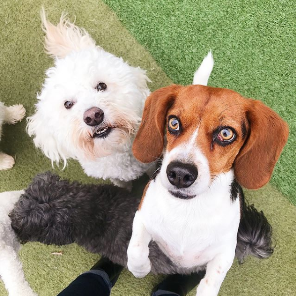 PetropolisSTL's tweet photo. These two pups may look different, but they are in fact both 100% purebred treat hounds. The more you know🌈 https://t.co/dldcAK8SQ0
