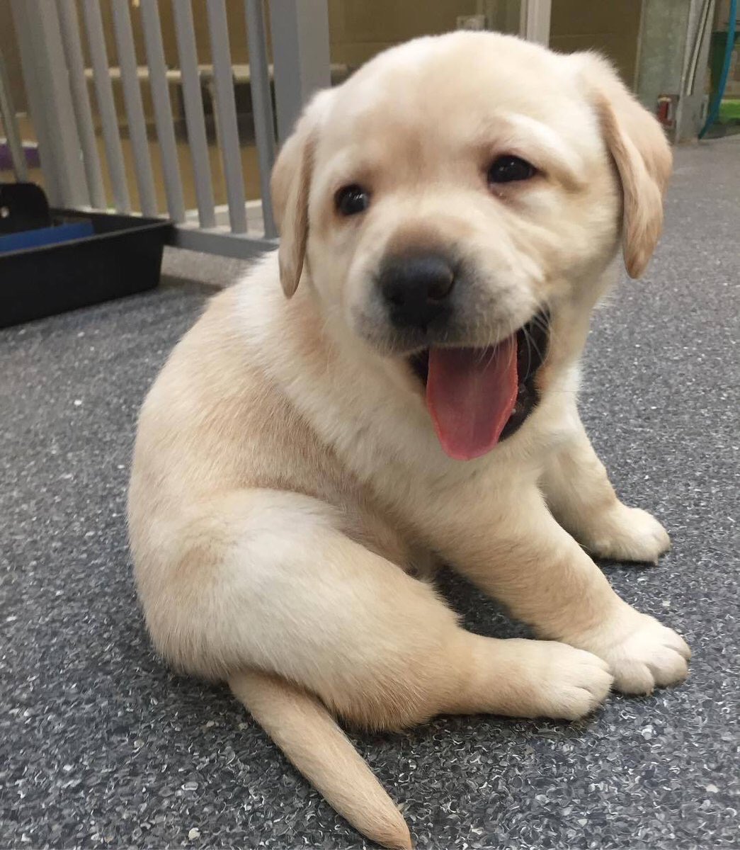 miyavlayankediy's tweet photo. bu köpek kadar masum musunuz? https://t.co/EF1THviXOF