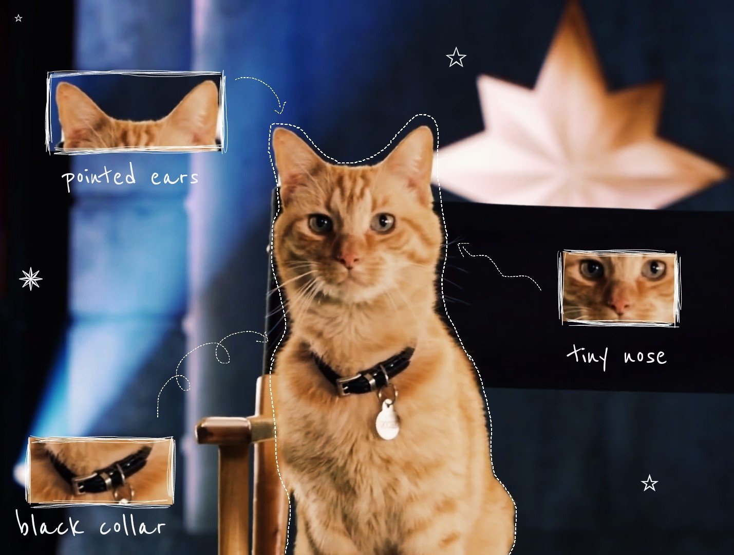 goose the cat bestofgoose X
