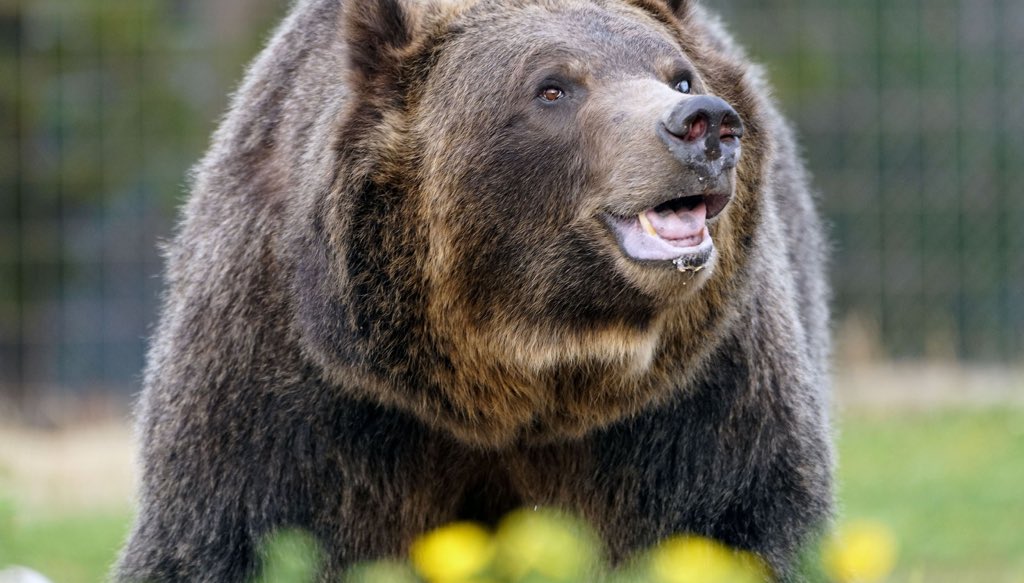 Grizzly bears are harmless and cuddly except they’re not actually like that at all and they can outrun any human, on any terrain, uphill or downhill, and can reach a top speed of 40 miles an hour. So don’t run from a bear. But they’re still awesome and I still love them.