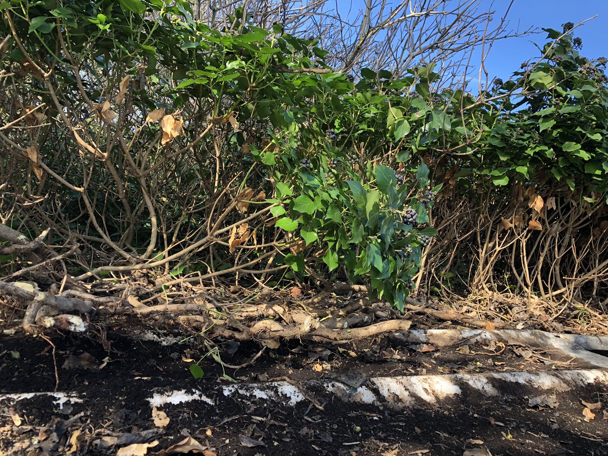 Not your average roof!