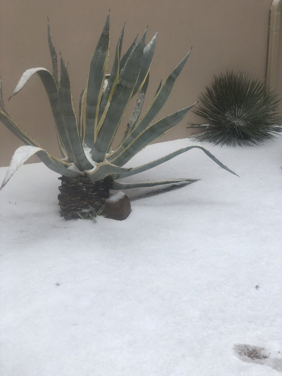 azlocal_lindsey's tweet image. Arizona weather in Carefree. What is happening?! #snowinaz #azweather #azcentral #fox10 @azcentral @FOX10Phoenix