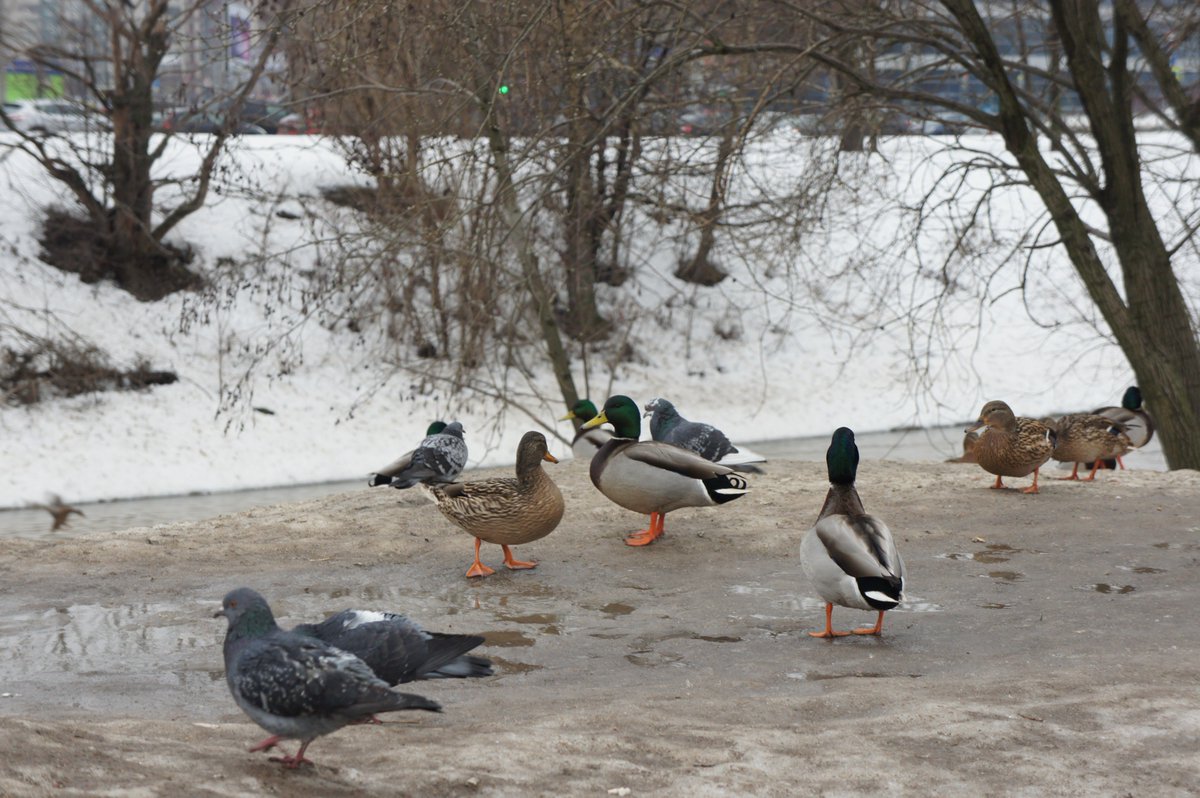 AthleteDenis's tweet photo. Ducks are quite common in Saint-Petersburg. They are usually fed by citizens. https://t.co/oZwmI9W5C8