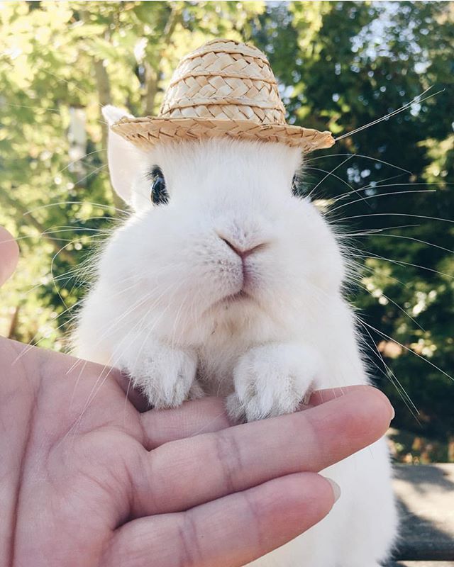 Veryfatrabbit's tweet photo. Nobody: 
Mei: Yee haw https://t.co/bEUDUfwSe4 https://t.co/ncKiELeVHC