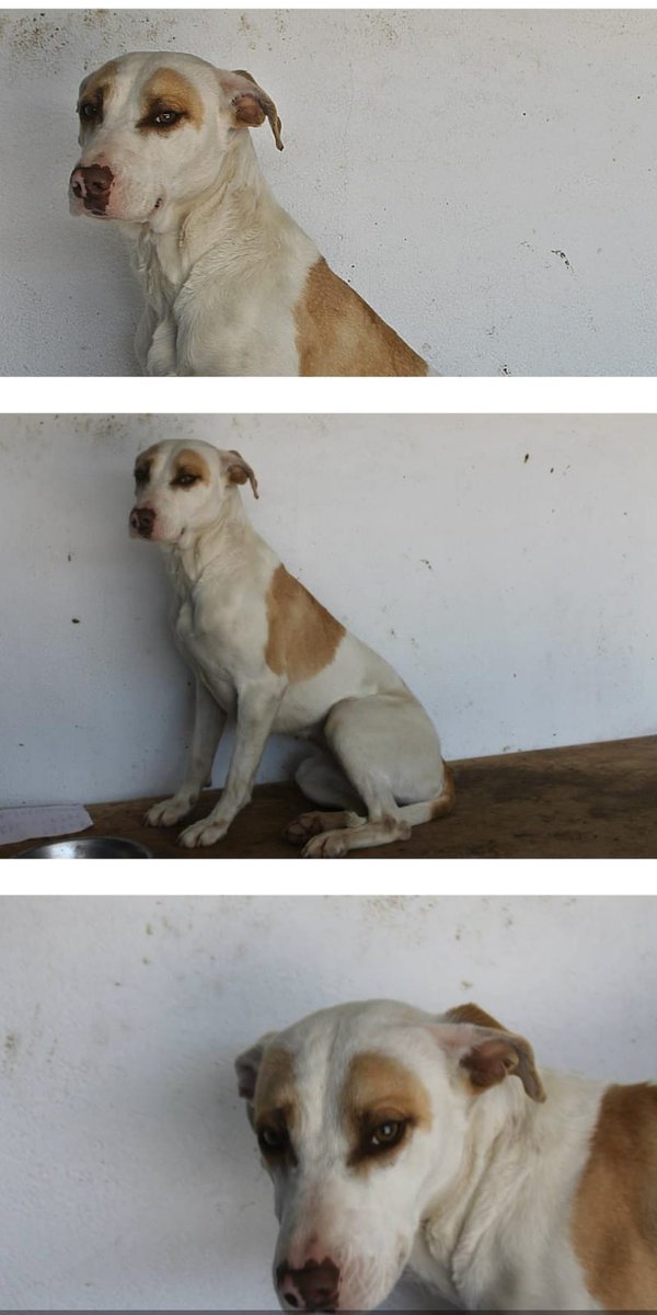 Hoy os presentamos a Dina. Esta preciosa perrita tiene 5 añitos y es muy buena y cariñosa.
Necesita un hogar y una família a la que dar toneladas de amor.
Ponte en contacto con nosotros para darle la oportunidad que merece!