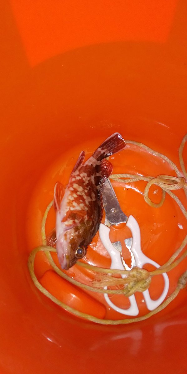 卵かけ御飯 おはようございます 昨日に釣果はこれ ガッシーなうww 貰った伊勢海老と一緒に味噌汁にぶっこんだわww 伊勢海老 ガシラ カサゴ 味噌汁 タビエビ 釣り